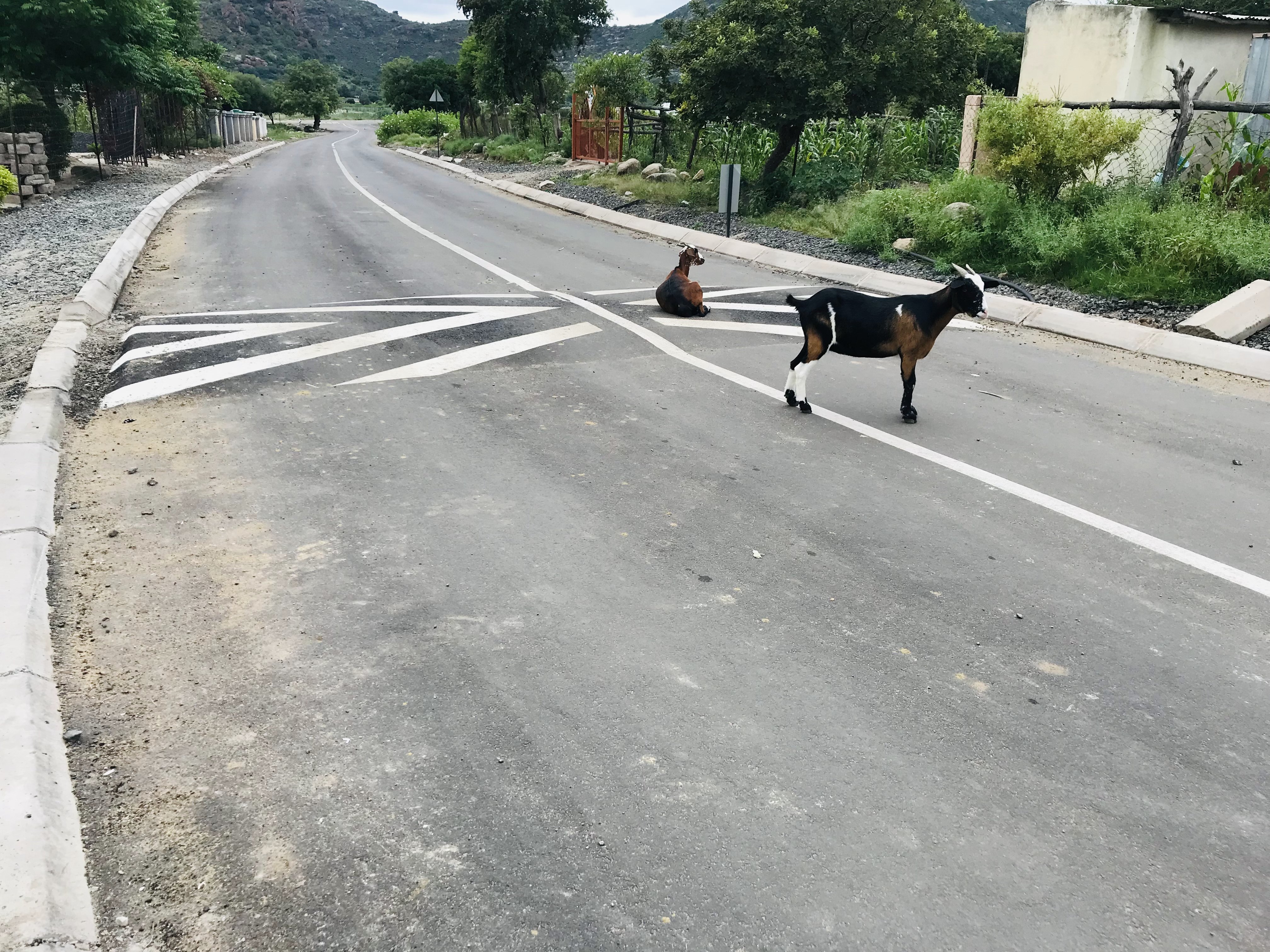 Goats on the completed road near Mashaba Street in Burgersfort - Local community life integrating with new infrastructure